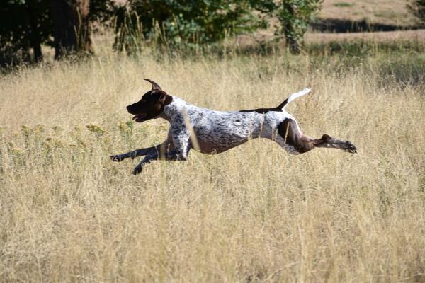 /Images/uploads/Southeast German Shorthaired Pointer Rescue/segspcalendarcontest2018/entries/9013thumb.jpg
